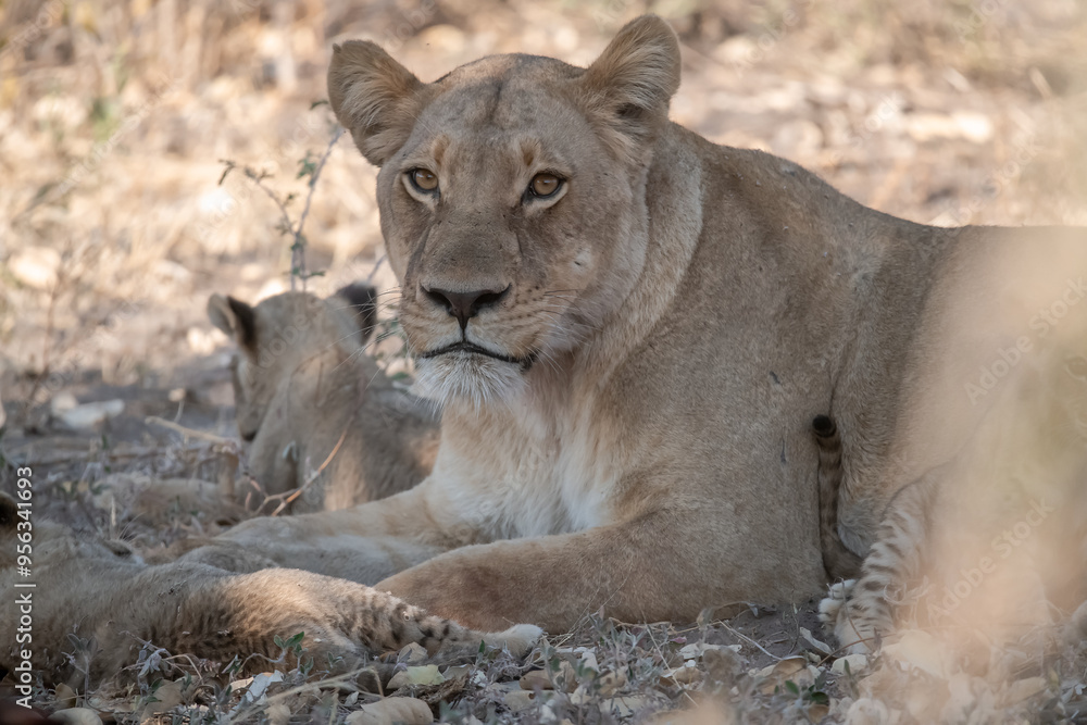 Naklejka premium Lions in BWA