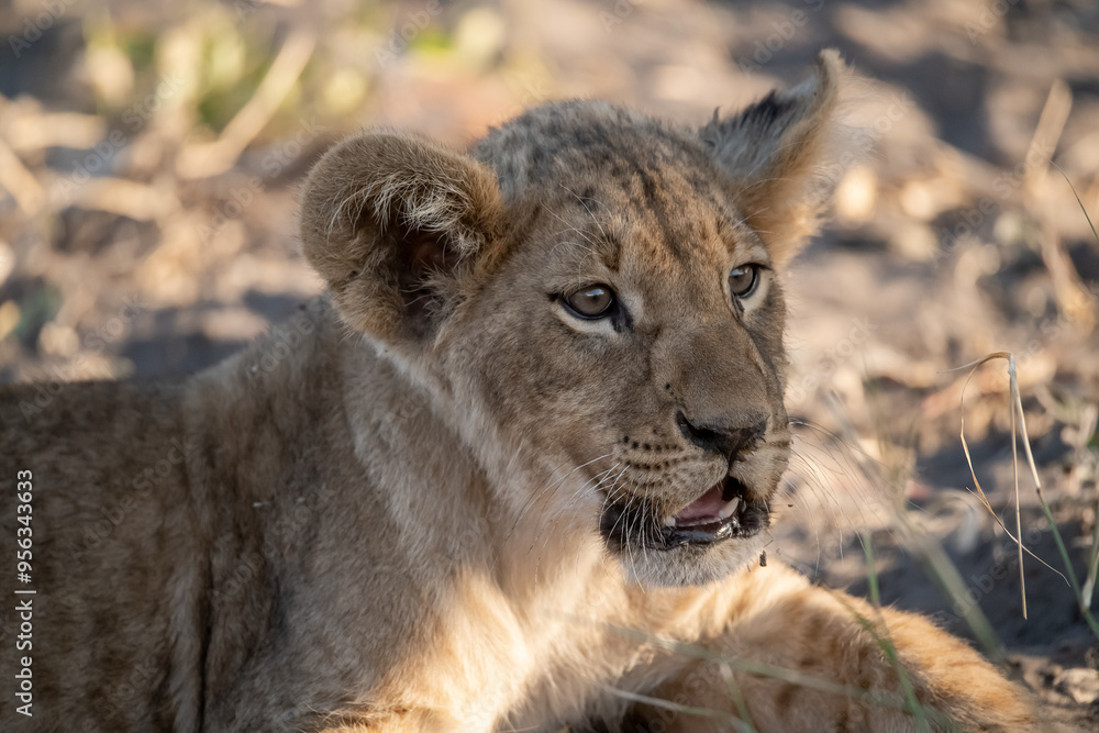 Obraz premium Lions in BWA