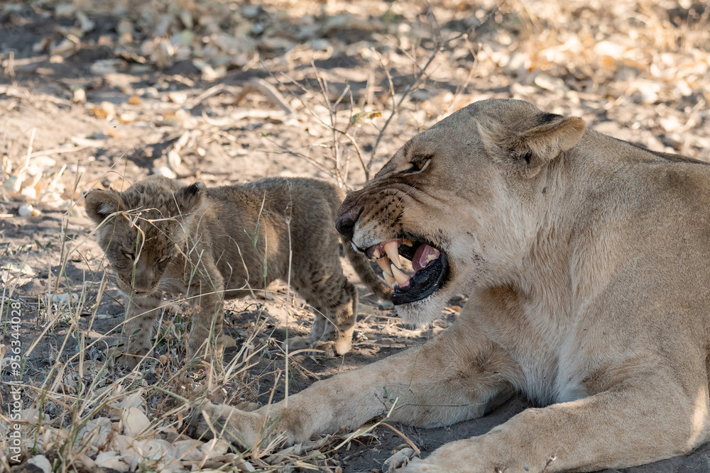 Fototapeta premium Lions in BWA