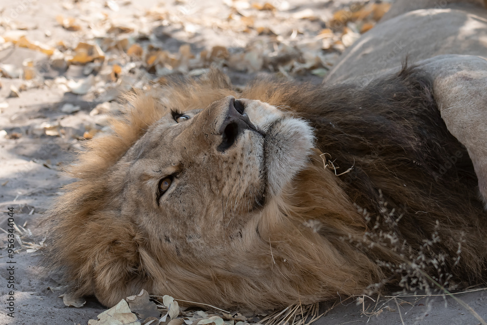 Naklejka premium Lions in BWA