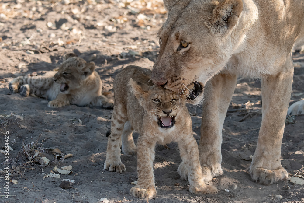 Fototapeta premium Lions in BWA