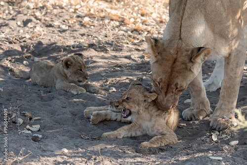 Lions in BWA