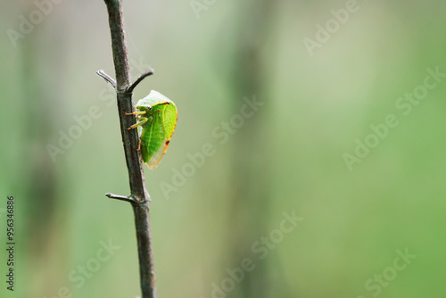 Kolcoróg bizoniak (Stictocephala bisonia) na gałęzi na łące. photo