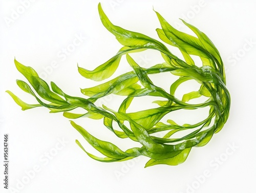 Isolated laminaria, spirulina, fucus, litotamnia seaweed, white background