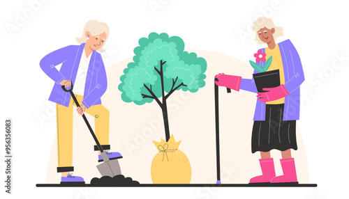 Elderly women dig the ground with a shovel and plant a young tree