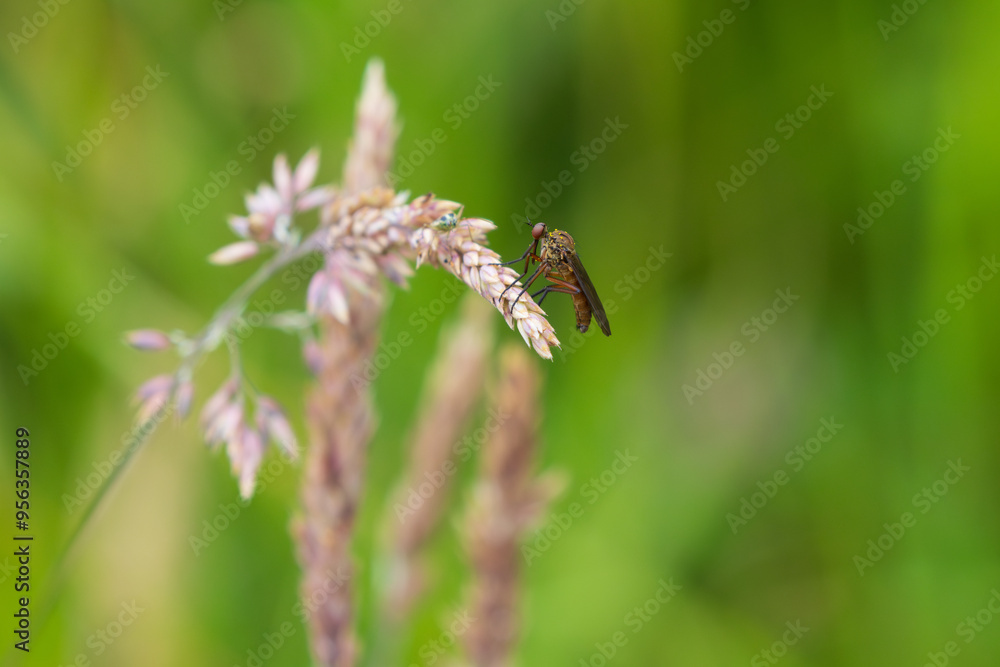 Dance fly sat on velvetgrass seed head. County Durham, England, UK. Dance fly sat on velvetgrass seed head. County Durham, England, UK.
