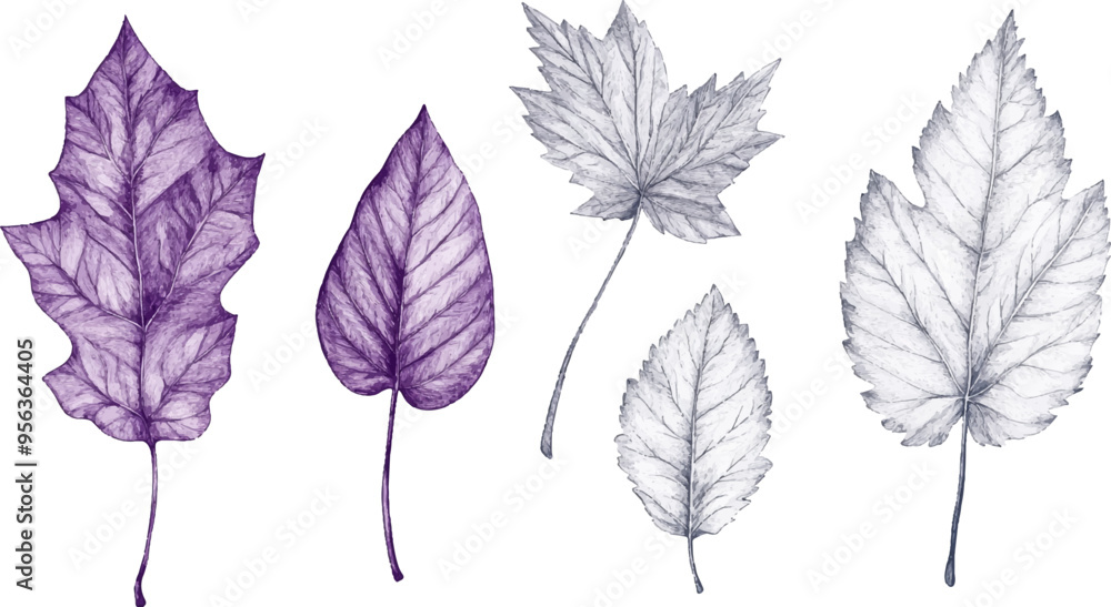 Fototapeta premium A set of vector drawings with various leaves in purple and gray tones on a white background