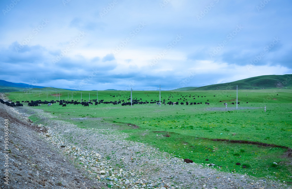 Obraz premium Highway through green grassland with a herd of yaks