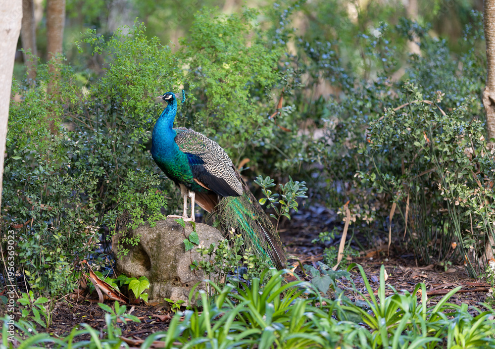 Fototapeta premium Peacock perched on a rock in a lush green garden