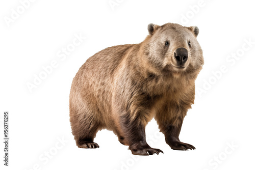 High-resolution common wombat isolated on transparent background for wildlife conservation projects, animal illustration designs, and nature-themed digital artworks featuring endangered species