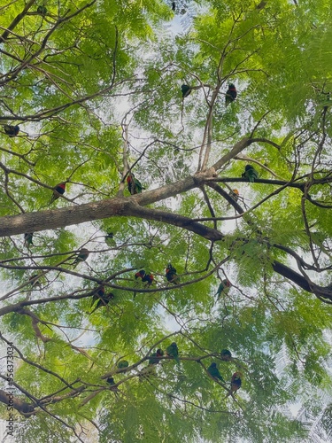 tree in the park