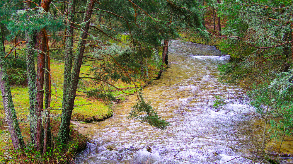 Eresma River, Scot Pine Forest, Sierra de Guadarrama National Park, Segovia, Castile and Leon, Spain, Europe Eresma River, Scot Pine Forest, Sierra de Guadarrama National Park, Segovia, Castile and Leon, Spain, Europe