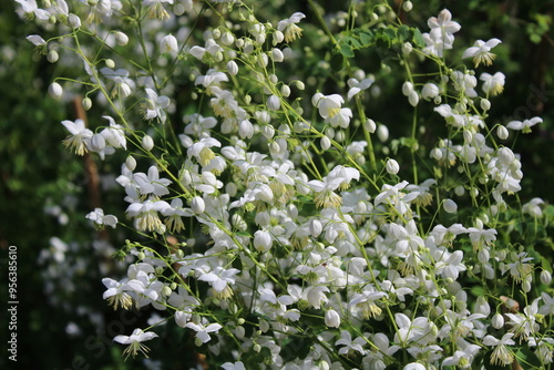 Wiesenraute