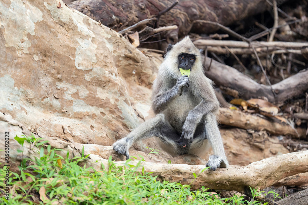 Obraz premium Monkey feed on a leaf