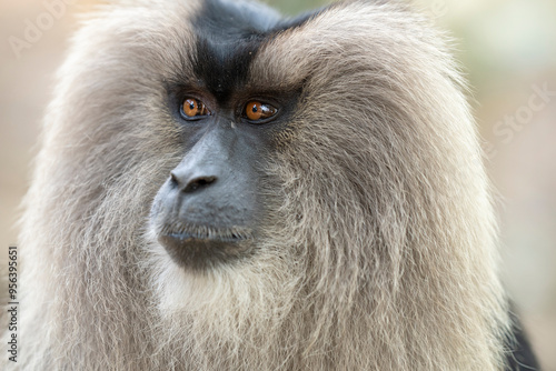 Lion-tailed macaque, Macaca silenus, Valparai, Tamil Nadu, India  Endemic Nilgiri/Western Ghats photo