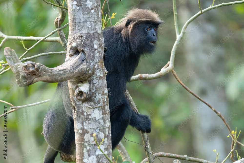 Obraz premium Nilgiri langur