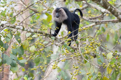 Lion-tailed macaque