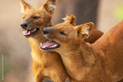 Two Dhole or Asian wild dogs