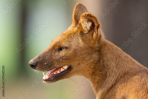 Dhole or Asian wild dog close up portrait