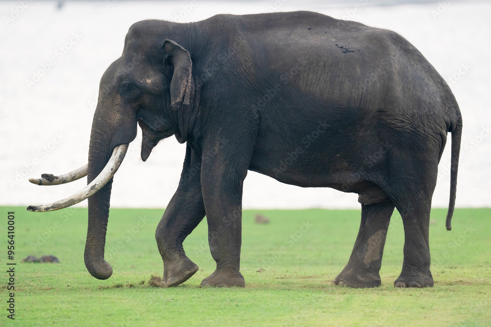 Obraz premium Indian elephant