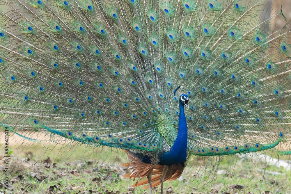 Obraz premium Peacock displaying