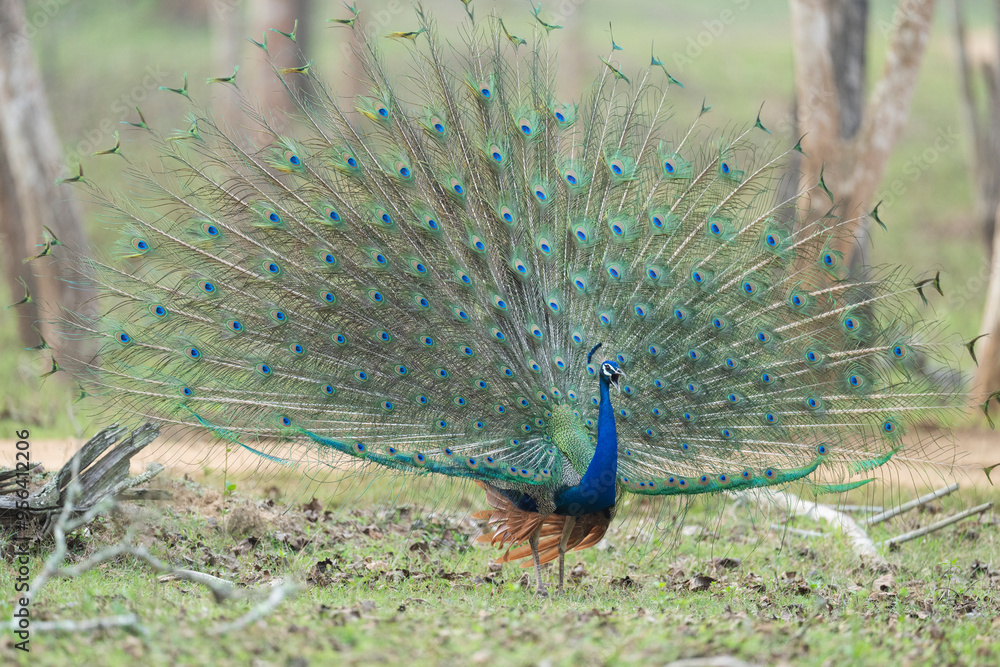 Fototapeta premium Peacock displaying