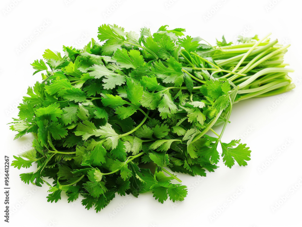 fresh coriander isolated on white background fresh coriander isolated on white background