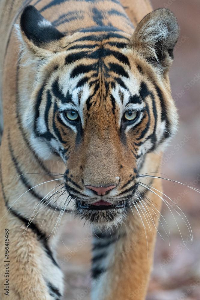 Obraz premium Bengal tiger close up