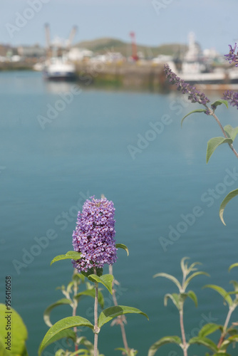 harbour flower in Howth, Ireland photo