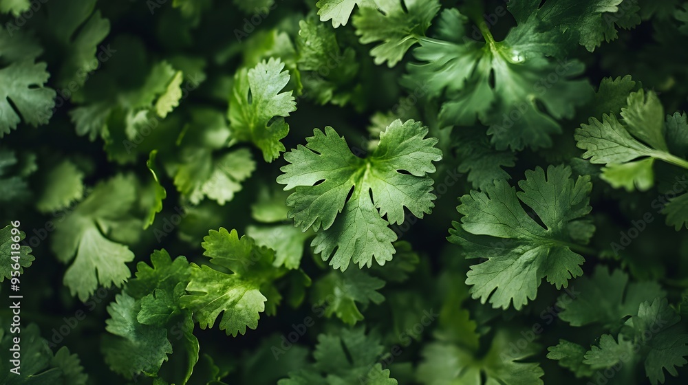 Vibrant macro photography showcasing the fine details and lush green color of fresh cilantro leaves Ideal for culinary food or natural ingredient themed designs with ample copyspace Vibrant macro photography showcasing the fine details and lush green color of fresh cilantro leaves Ideal for culinary food or natural ingredient themed designs with ample copyspace