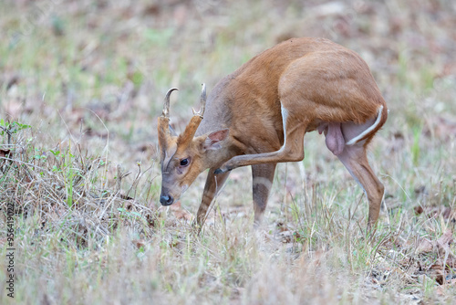 Indian muntjac or Barking deer photo