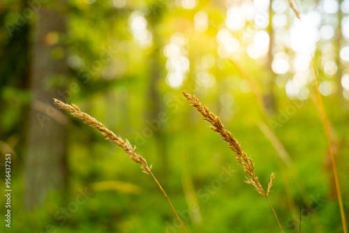 selective focus on forest grass. blurry background. photo