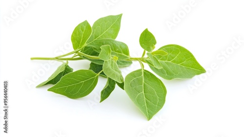 Gymnema Sylvestre Leaves on White Background: Displaying the Herbal Plant Known for Its Medicinal Properties