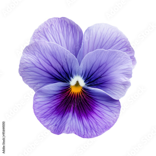 Pansy flower object isolated on transparent png.