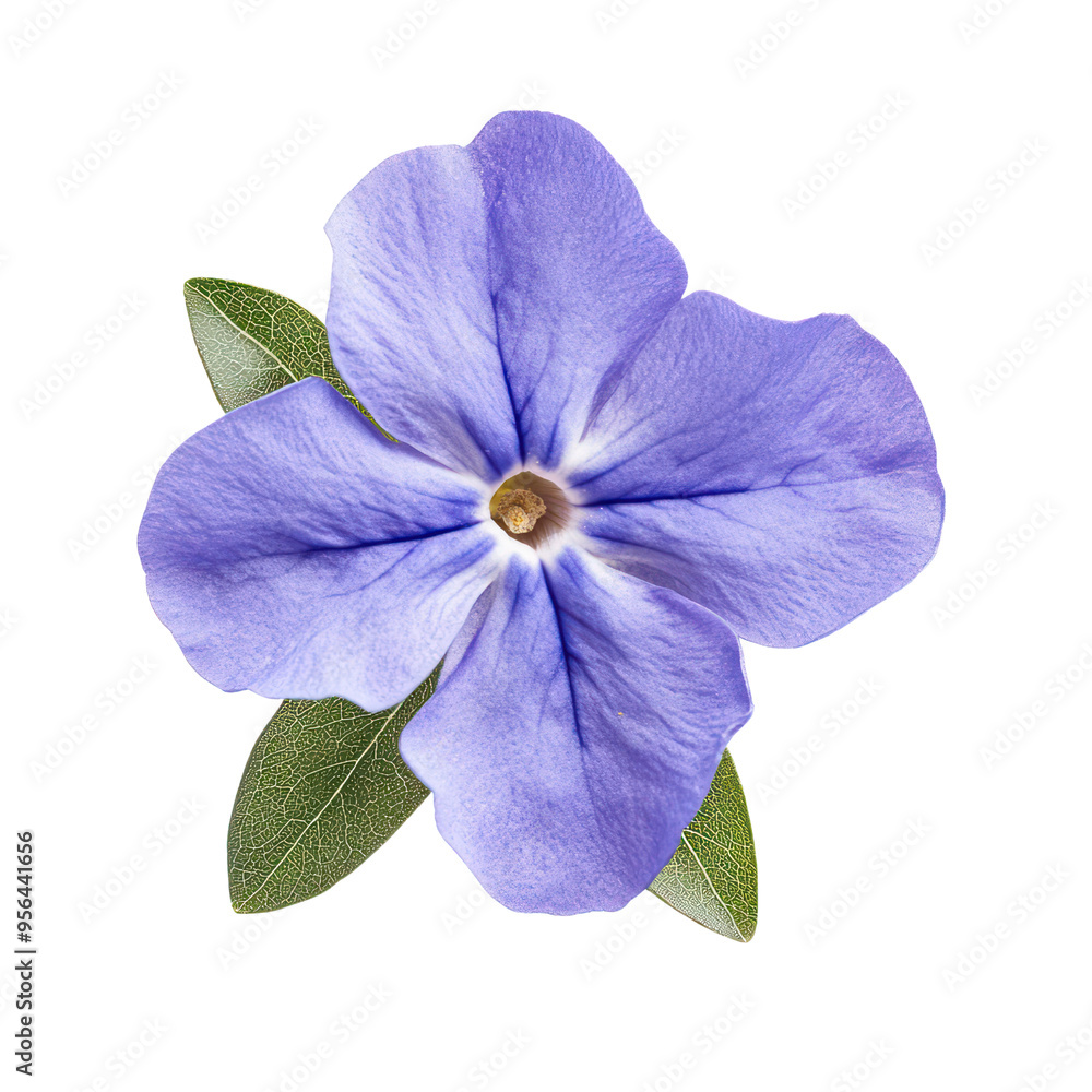 Fototapeta premium Periwinkle flower object isolated on transparent png.