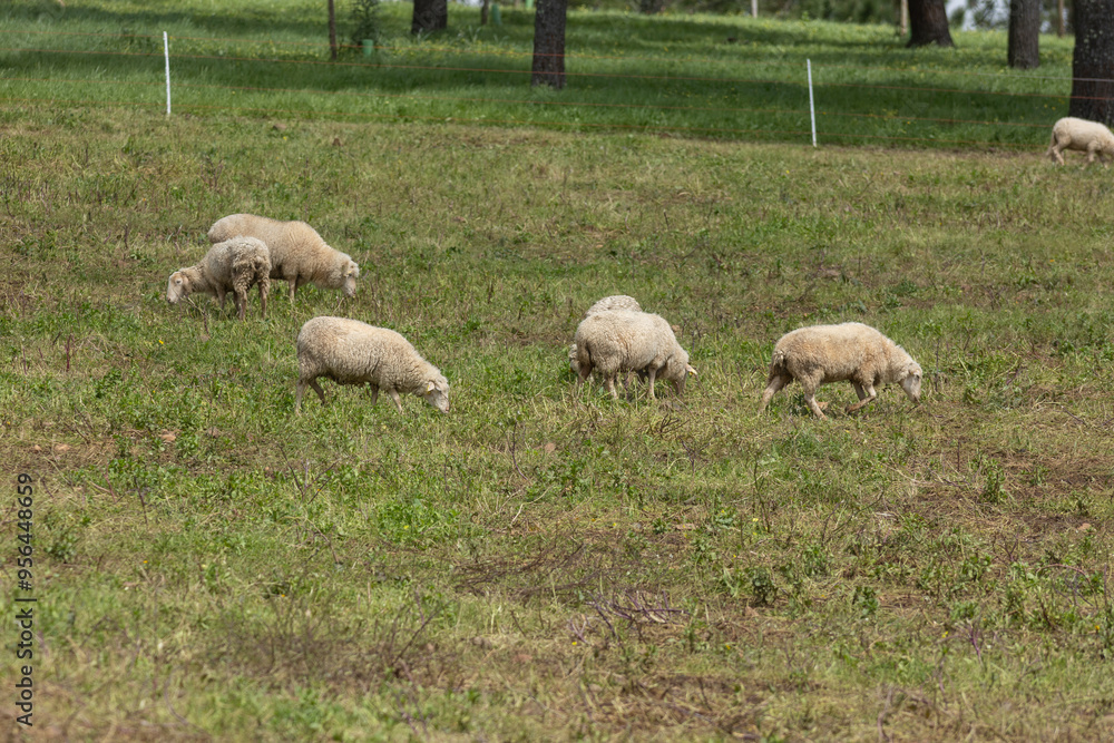 Fototapeta premium Flock of sheep grazing in green pasture on farm