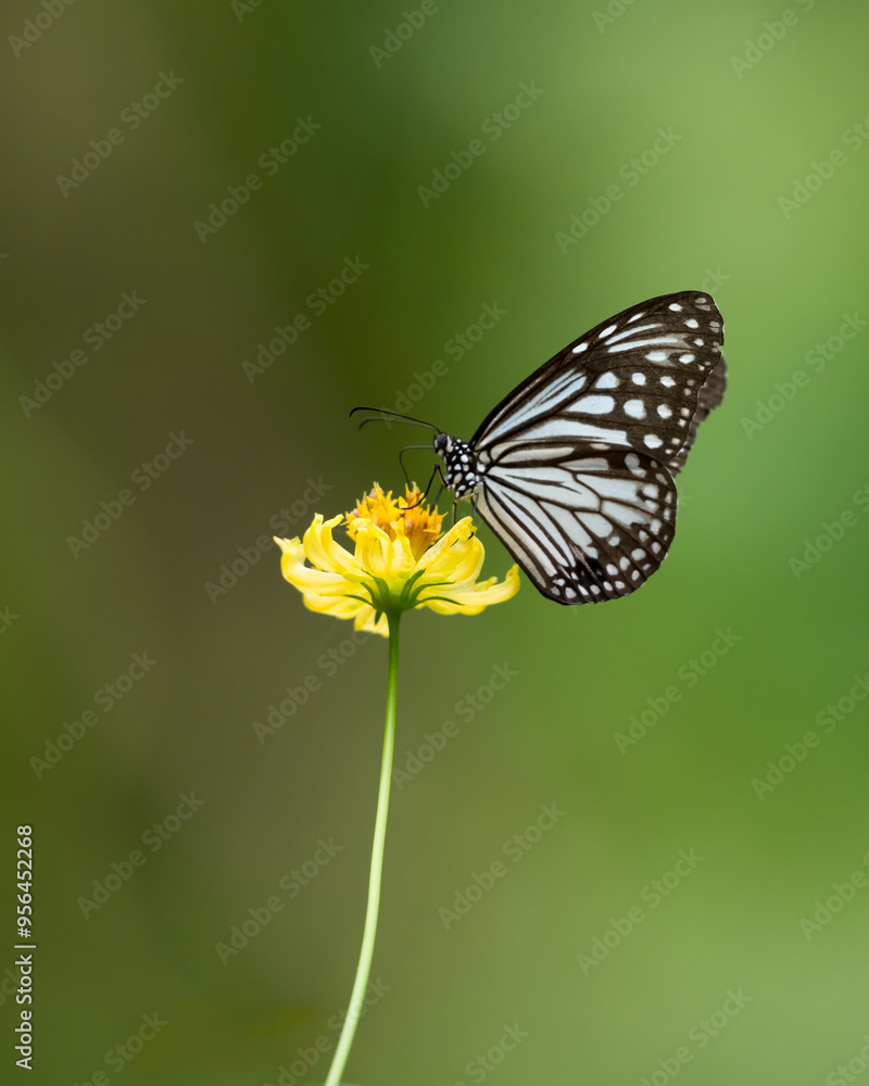 Glassy tiger butterfly feeding on a yellow flower in the garden Glassy tiger butterfly feeding on a yellow flower in the garden