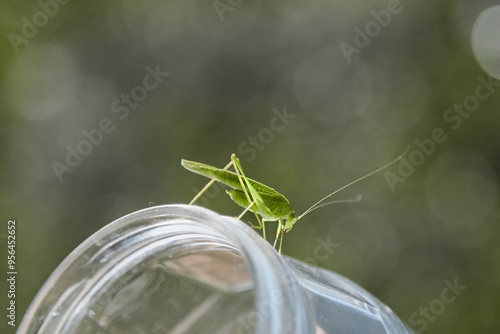 Macrophotograph of a bright green grasshopper sitting on a smooth glass jar against a green background. The image shows the intricate details of the insect.