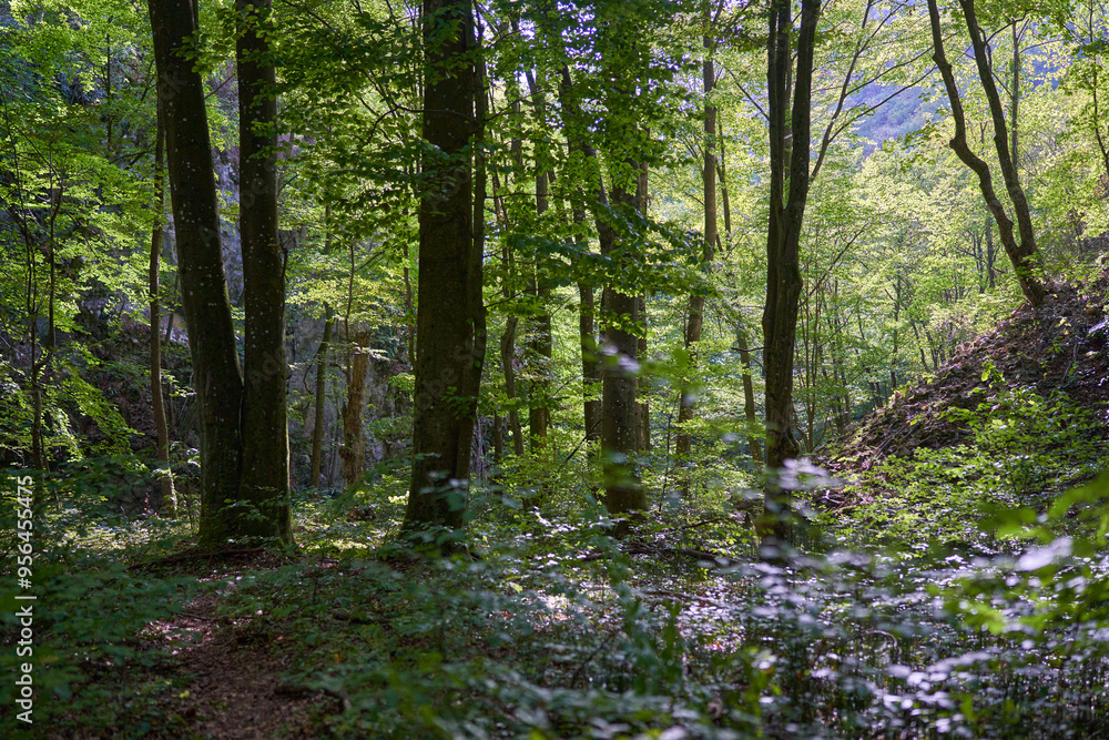 Obraz premium Forest and trekking path