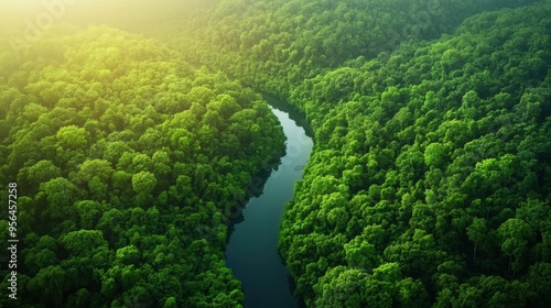 Aerial a dense forest with a winding river cutting through the greenery, sunlight casting long shadows from the tall trees