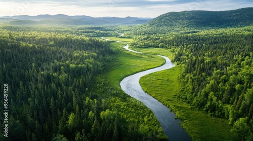 Aerial a serene forested landscape with a winding river cutting through, highlighting the natural beauty and untouched wilderness