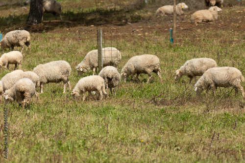 Flock of sheep grazing on a meadow in springtime