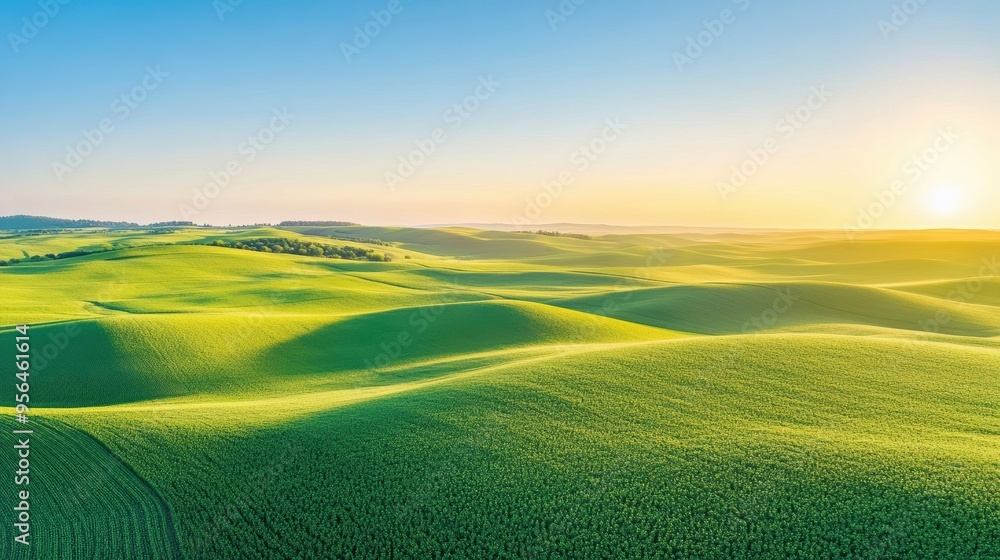 Fototapeta premium Aerial rolling plains with patchwork fields of crops in varying shades of green and yellow, stretching out to the horizon under a clear blue sky