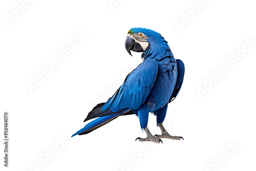 Blue macaw facing left on white background, perfect for wildlife conservation posters, tropical themed designs, or nature related projects photo