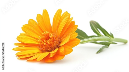 A single, vibrant orange calendula flower with delicate petals and a bright yellow center, isolated on a white background.