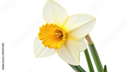 A single daffodil flower with yellow trumpet and white petals, isolated on white background.