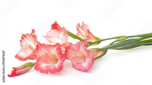 A bouquet of pink gladiolus flowers isolated on a white background. photo