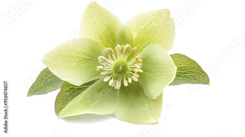 A close-up of a delicate pale green hellebore flower with leaves. photo