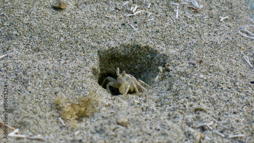 A small crab near a hole. A small crab on a sandy beach opposite the entrance to a hole. photo