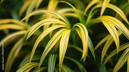 Closeup of the golden yellow green striped narrow arching leaves of the ornamental clumpforming garden grass hakonechloa macra aureola : Generative AI photo